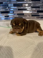 Milkyway , a female English Bulldog for sale in Wheeling, WV – Photo 5 of 5