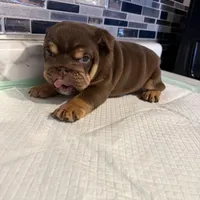 Milkyway , a female English Bulldog for sale in Wheeling, WV – Photo 2 of 8