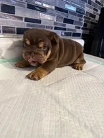 Milkyway , a female English Bulldog for sale in Wheeling, WV – Photo 2 of 5