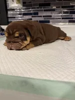 Milkyway , a female English Bulldog for sale in Wheeling, WV – Photo 7 of 8