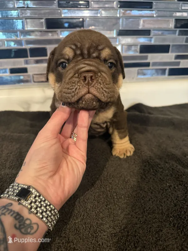 Chocolate boy  – English Bulldog puppy for sale in Wheeling, WV