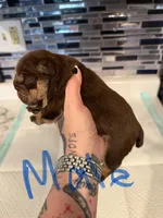 Chocolate male, a male English Bulldog for sale in Wheeling, WV – Photo 2 of 4