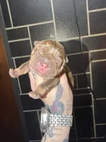 Chocolate male, a male English Bulldog for sale in Wheeling, WV – Photo 3 of 5