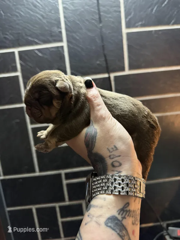 Chocolate male, a male English Bulldog for sale in Wheeling, WV – Photo 1 of 5