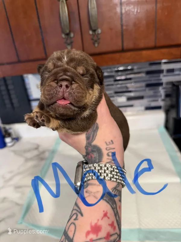 Chocolate male – English Bulldog puppy for sale in Wheeling, WV