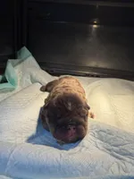 Chocolate male, a male English Bulldog for sale in Wheeling, WV – Photo 2 of 5