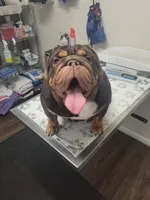 Chocolate male, a male English Bulldog for sale in Wheeling, WV – Photo 5 of 5