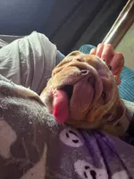 Mafi , a female English Bulldog for sale in Cambridge, OH – 3 of 3
