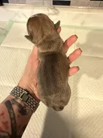 Blue fawn female , a male English Bulldog for sale in Wheeling, WV – 3 of 5