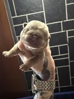 Lilac full suit male, a female English Bulldog for sale in Wheeling, WV – Photo 2 of 4