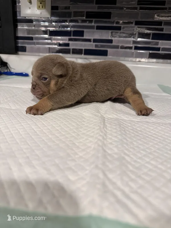 Lilac full suit male