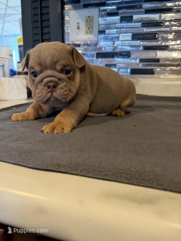 Lilac full suit male – English Bulldog puppy for sale in Wheeling, WV