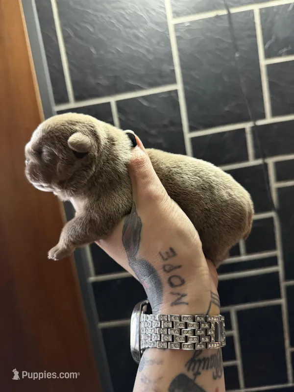 Lilac full suit male