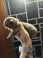 Lilac full suit male, a female English Bulldog for sale in Wheeling, WV – Photo 1 of 4