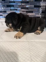 Black tri male, a male English Bulldog for sale in Wheeling, WV – 2 of 2