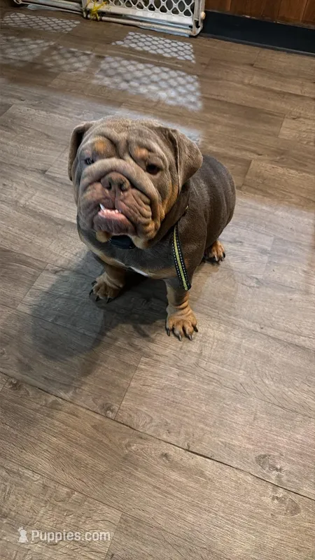 Tayto  – English Bulldog puppy for sale in Cambridge, OH