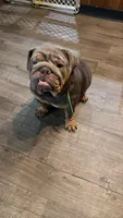Tayto , a female English Bulldog for sale in Cambridge, OH – 1 of 2