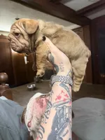Tiny , a female French Bulldog for sale in Cambridge, OH – 4 of 6