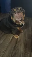 Chocolate boy , a male English Bulldog for sale in Wheeling, WV – Photo 3 of 4