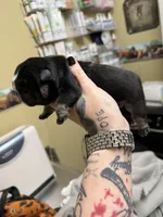 Black tri male, a male English Bulldog for sale in Wheeling, WV – Photo 2 of 4