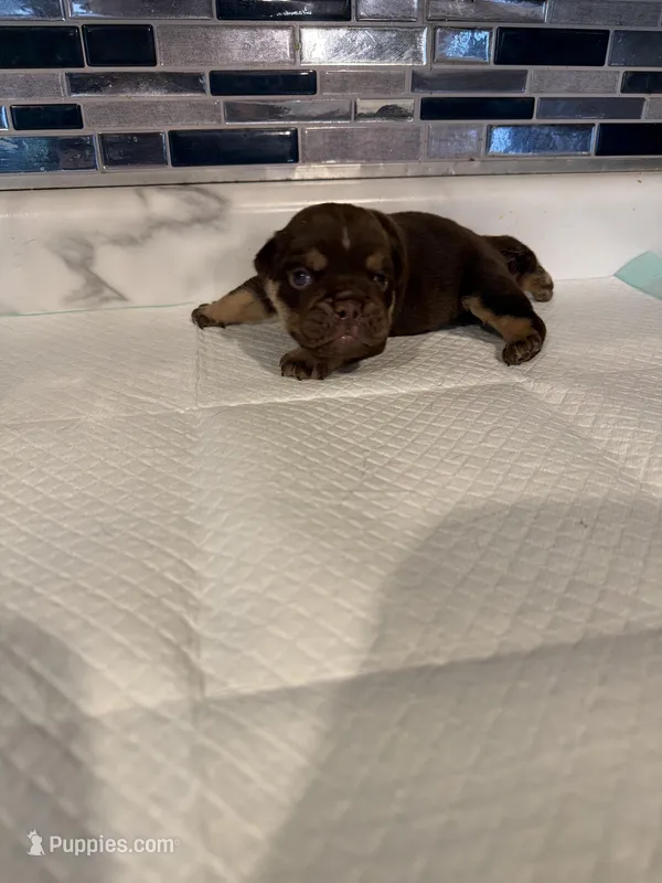 Chocolate boy , a male English Bulldog for sale in Wheeling, WV – Photo 1 of 4