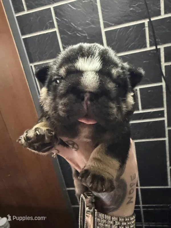 Black tri male – English Bulldog puppy for sale in Wheeling, WV