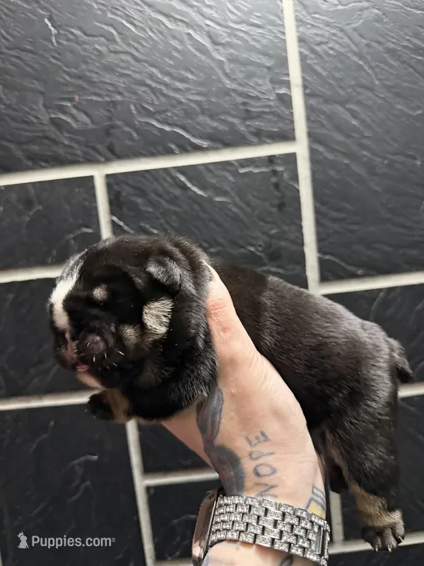 Black tri male – English Bulldog puppy for sale in Wheeling, WV