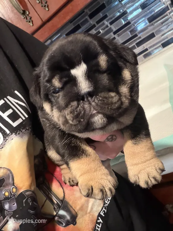 Black tri male – English Bulldog puppy for sale in Wheeling, WV