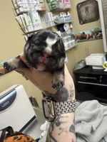 Black tri male, a male English Bulldog for sale in Wheeling, WV – Photo 1 of 4