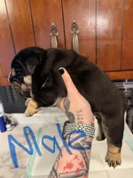 Black tri male, a male English Bulldog for sale in Wheeling, WV – Photo 2 of 5