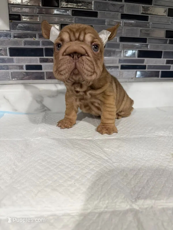 Tiny  – French Bulldog puppy for sale in Cambridge, OH