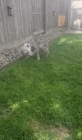 Rosie, a female English Bulldog for sale in Cambridge, OH – 5 of 5
