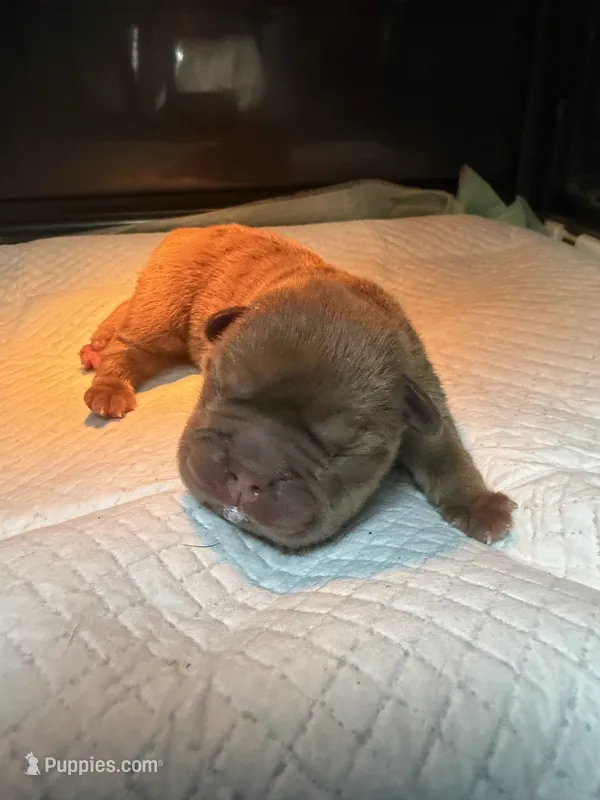 Nugget – French Bulldog puppy for sale in Cambridge, OH