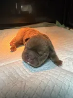 Nugget, a female French Bulldog for sale in Cambridge, OH – 1 of 6