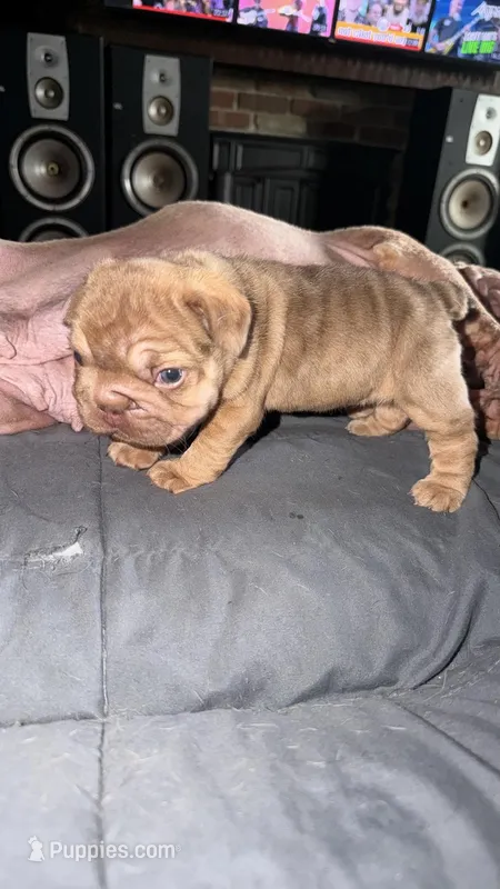 Nugget – French Bulldog puppy for sale in Cambridge, OH