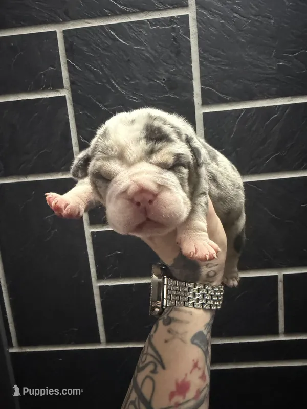Raspberry – English Bulldog puppy for sale in Cambridge, OH