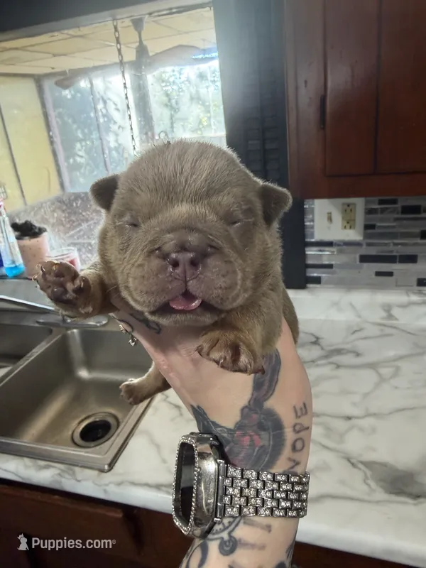 Lilac full suit girl 1 – English Bulldog puppy for sale in Cambridge, OH