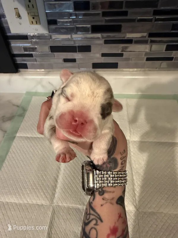 Blue Merle male – English Bulldog puppy for sale in Wheeling, WV