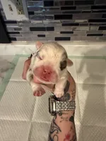Blue Merle male, a male English Bulldog for sale in Wheeling, WV – 1 of 5