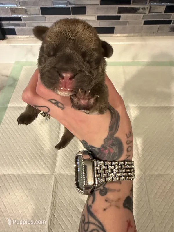 Blue fawn male – English Bulldog puppy for sale in Wheeling, WV