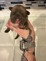 Blue fawn male, a male English Bulldog for sale in Wheeling, WV – 1 of 5