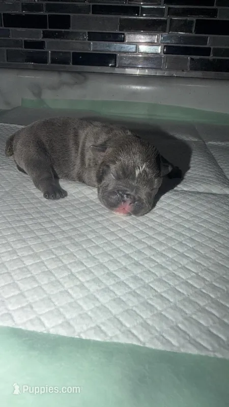 Blue female  – English Bulldog puppy for sale in Cambridge, OH