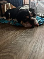 Tally , a female English Bulldog for sale in Wheeling, WV – 3 of 3