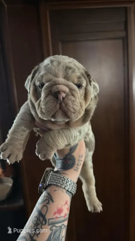 Lilac Merle female  – English Bulldog puppy for sale in Cambridge, OH