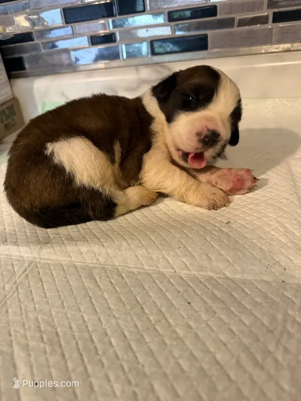 Girl 5  – Saint Bernard puppy for sale in Wheeling, WV