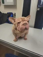 Nugget, a female French Bulldog for sale in Cambridge, OH – 5 of 6