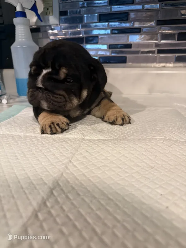 Black tri male – English Bulldog puppy for sale in Wheeling, WV