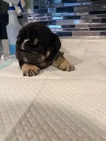 Black tri male, a male English Bulldog for sale in Wheeling, WV – 1 of 2