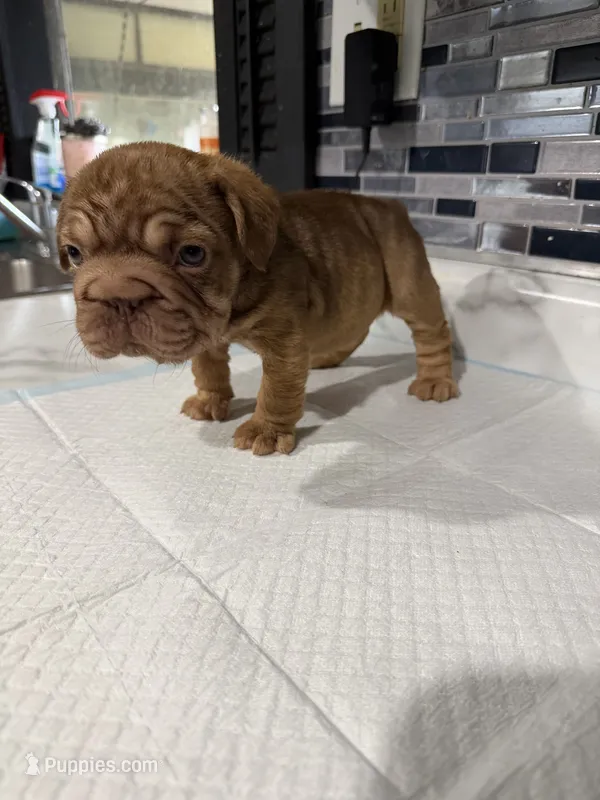 Tiny  – French Bulldog puppy for sale in Cambridge, OH