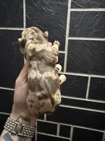 Chocolate Merle Girl, a female English Bulldog for sale in Cambridge, OH – 2 of 2